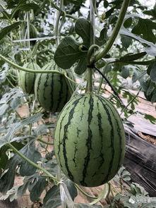 娱乐网红吃瓜,娱乐圈幕后故事一网打尽